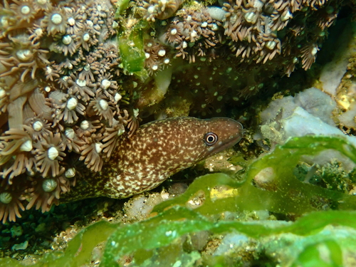 Gymnothorax chilospilus observed 2026-09-26