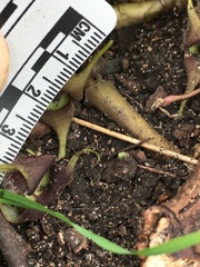 Asarum canadense canadense