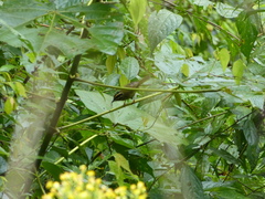 Basileuterus tristriatus