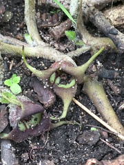 Asarum canadense canadense