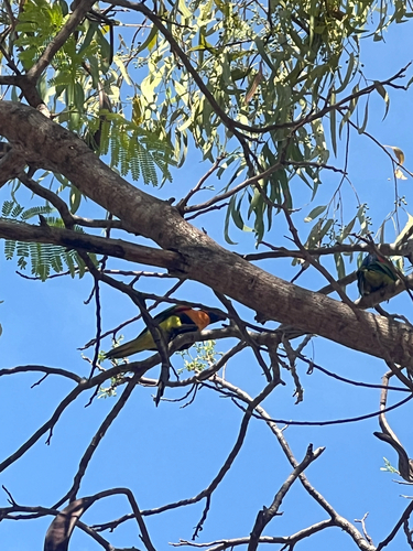 Red-collared Lorikeet