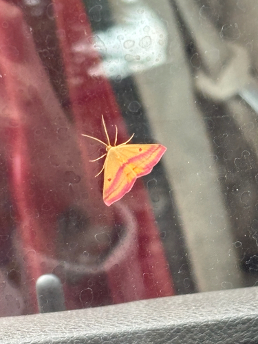 Chickweed Geometer Moth