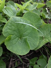 Asarum canadense canadense