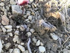 Ranunculus andersonii