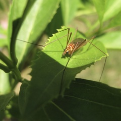 Nephrotoma ferruginea