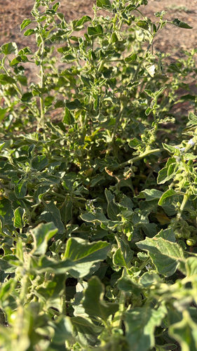 green nightshade