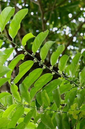 Casearia glomerata, photograph 1