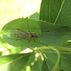 Nephrotoma ferruginea
