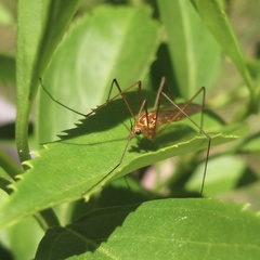 Nephrotoma ferruginea