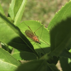 Nephrotoma ferruginea