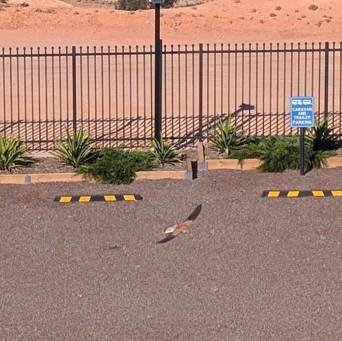 Nankeen Kestrel