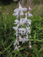 Delphinium carolinianum