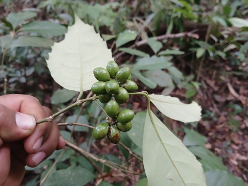 Mollinedia viridiflora observed 2026-09-17