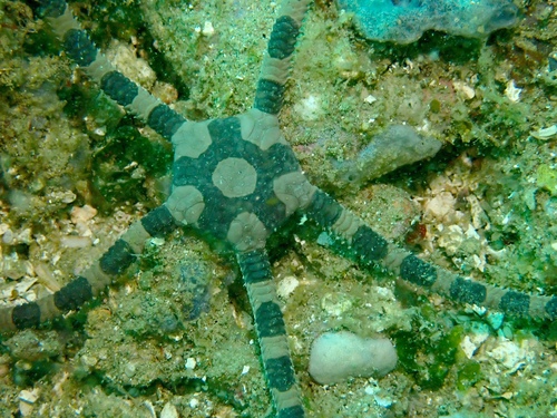 Ophiolepis superba observed 2026-09-26