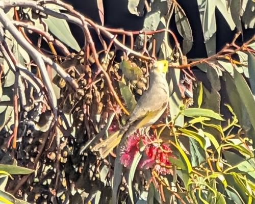 White-plumed Honeyeater