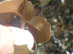 Quercus palmeri, photograph (c) nmoorhatch, some rights reserved (CC BY)