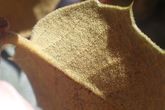 Quercus palmeri