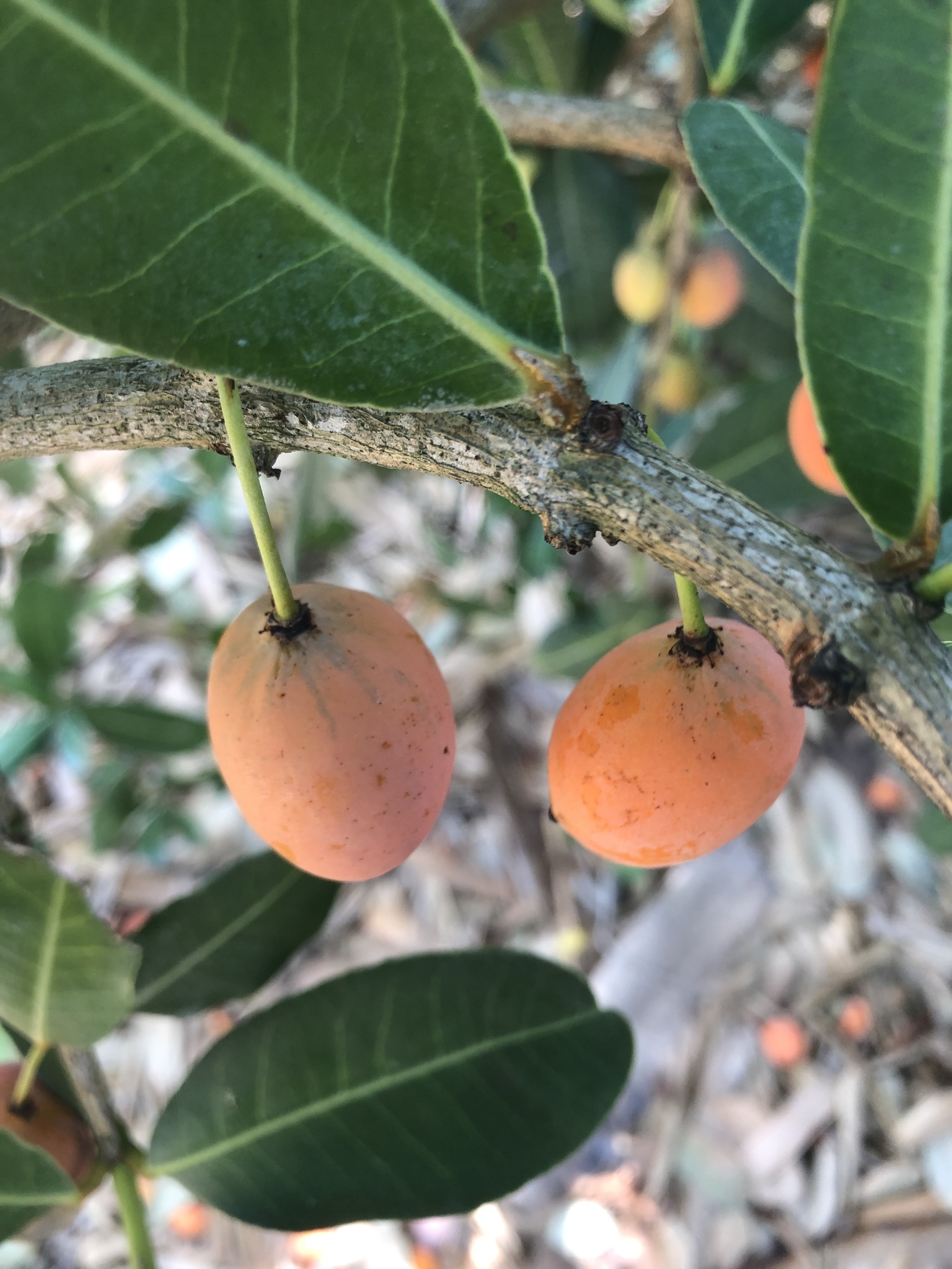 Garcinia livingstonei