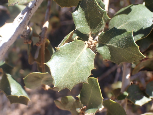 Quercus palmeri, photograph 6