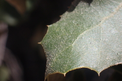 Quercus palmeri, photograph (c) nmoorhatch, some rights reserved (CC BY)
