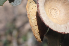 Quercus palmeri, photograph (c) nmoorhatch, some rights reserved (CC BY)