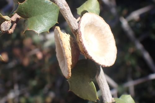 Quercus palmeri, photograph 2