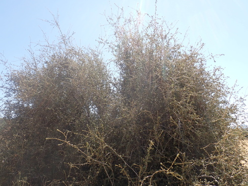 Quercus palmeri, photograph 3