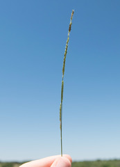 Eriochloa sericea