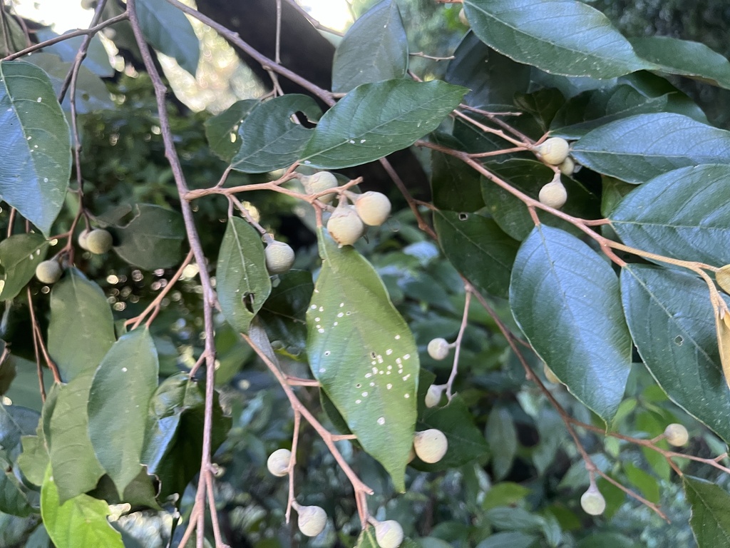 Styrax suberifolius; photograph (c) 謝麗霦, some rights reserved (CC BY)