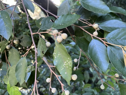 Styrax suberifolius