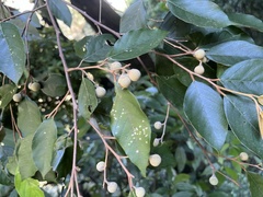 Styrax suberifolius