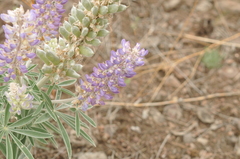 Lupinus leucophyllus