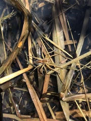 Dolomedes fimbriatus