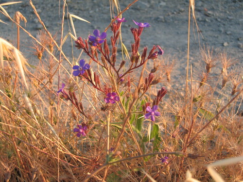 Anchusa azurea, photograph 4