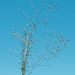Eragrostis intermedia - Photo 由 Stephen Ramirez 所上傳的 (c) Stephen Ramirez，保留部份權利CC BY-NC-ND
