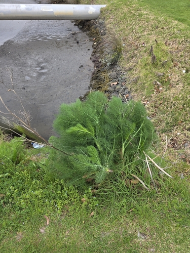 Foeniculum vulgare