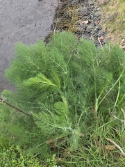 author not stated, no rights reserved Foeniculum vulgare, photograph author not stated, no rights reserved