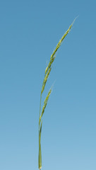 Limnodea arkansana