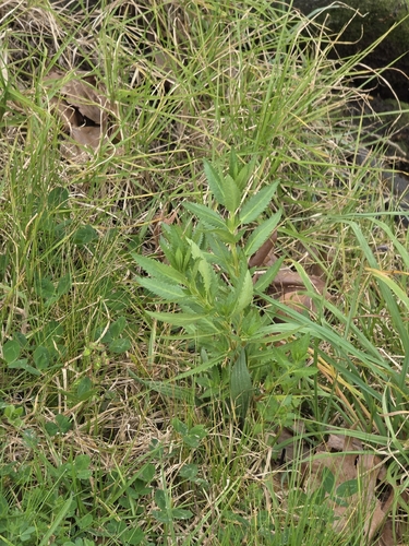 Haloragis erecta