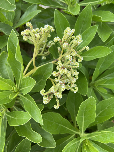 tree heliotrope