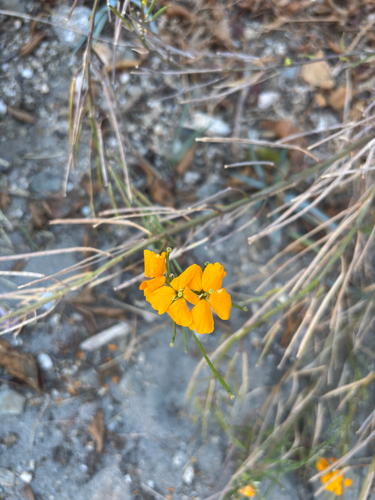 Erysimum capitatum, 2026-09-26