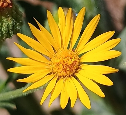 Telegraphweed