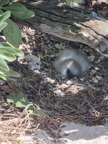 iNaturalist image