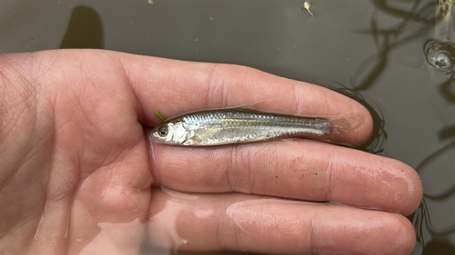 Brassy Minnow