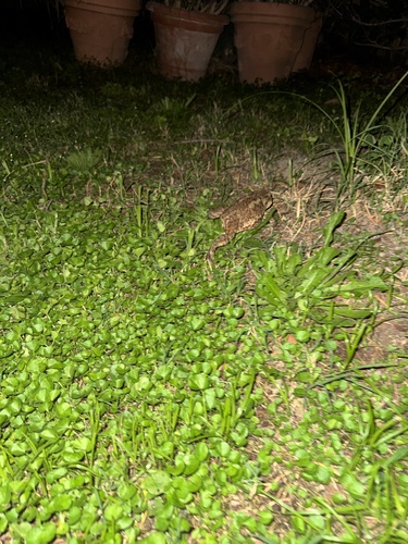 European Toad