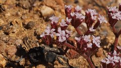 Chorizanthe leptotheca