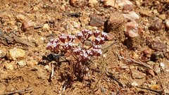 Chorizanthe leptotheca