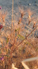 Aegilops geniculata
