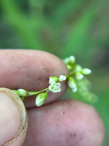 Persicaria punctata, photograph 3