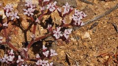 Chorizanthe leptotheca